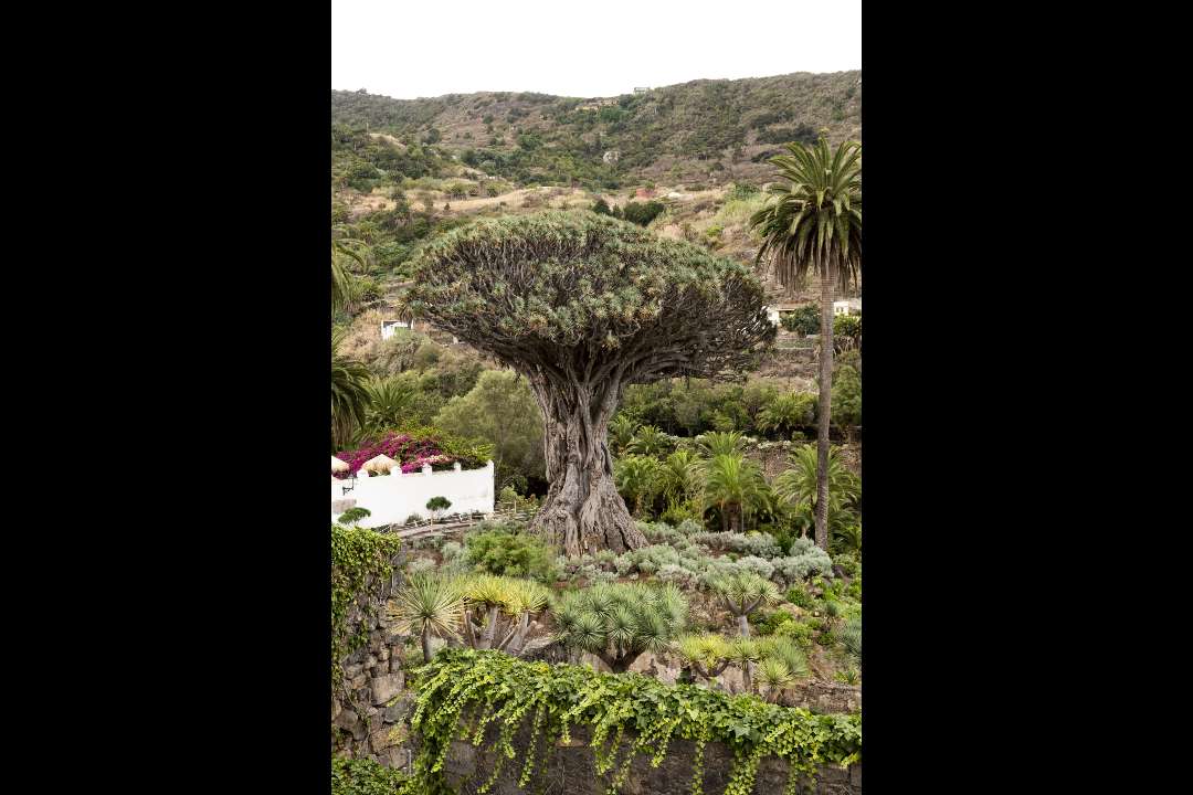 Trees Trees